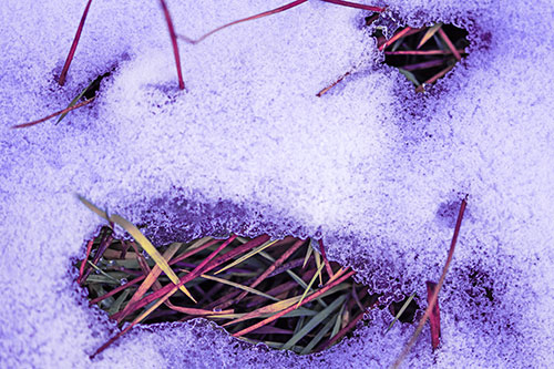 Grass Blade Face Pierces Through Melting Snow (Purple Tint Photo)