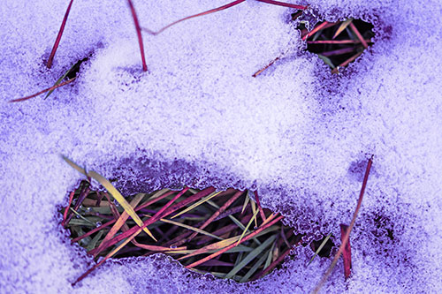 Grass Blade Face Pierces Through Melting Snow (Purple Tint)