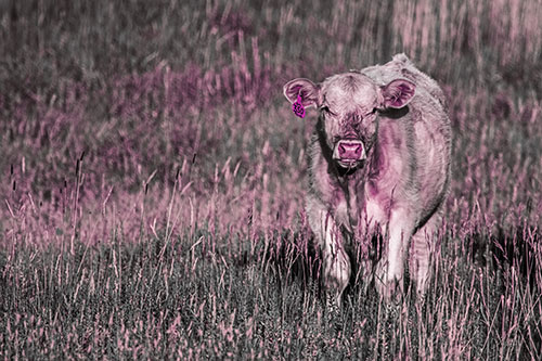 Grass Chewing Cow Spots Intruder (Purple Tint Photo)