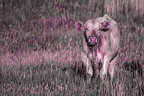 Grass Chewing Cow Spots Intruder (Purple Tint)