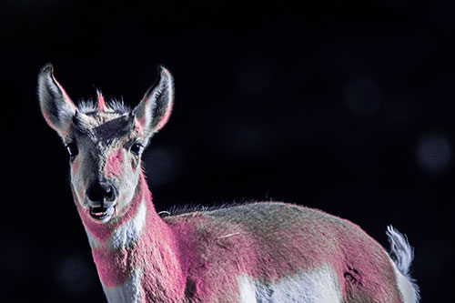 Grass Chewing Pronghorn Watches Ahead (Purple Tint Photo)
