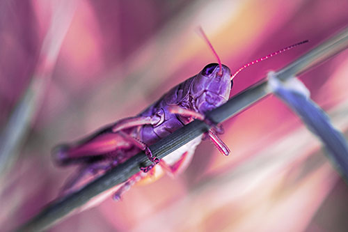 Grasshopper Cuddles Grass Blade Tightly (Purple Tint Photo)