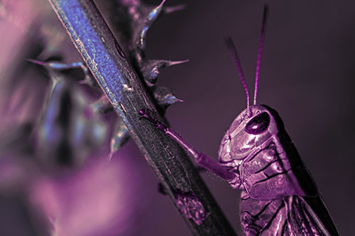 Grasshopper Hangs Onto Weed Stem (Purple Tint Photo)