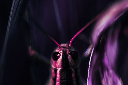 Grasshopper Holds Tightly Among Windy Grass Blades (Purple Tint Photo)