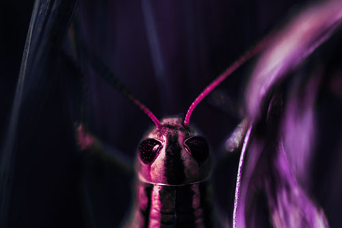 Grasshopper Holds Tightly Among Windy Grass Blades (Purple Tint)