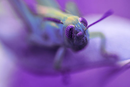 Grasshopper Perched Atop Plant Leaf (Purple Tint Photo)