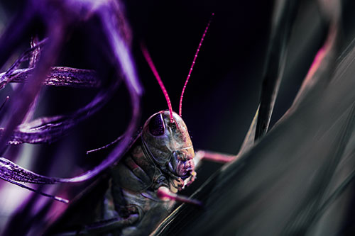 Grasshopper Perched Between Dead And Alive Grass (Purple Tint)