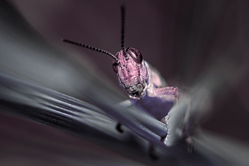 Grasshopper Rides Grass Blades Among Wind (Purple Tint)