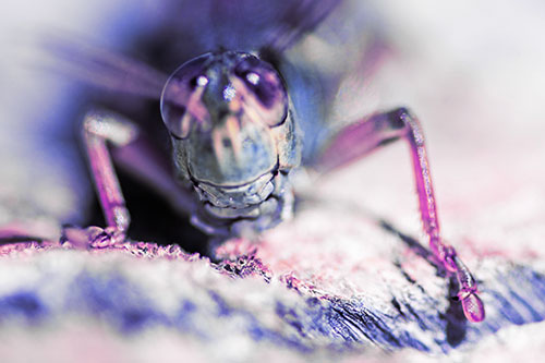 Grasshopper Smiles Among Tree Stump (Purple Tint Photo)
