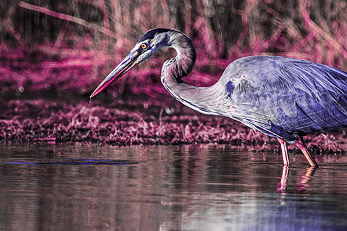 Great Blue Heron Beak Dripping Water (Purple Tint Photo)