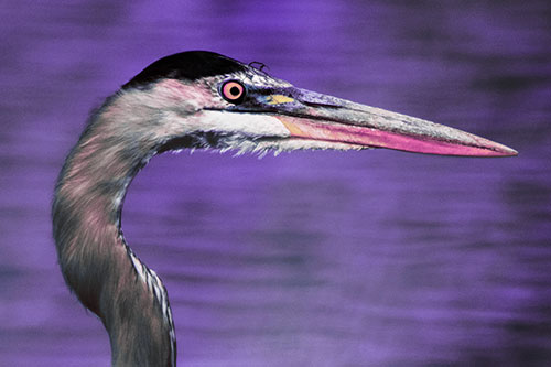 Great Blue Heron Beyond Water Reed Grass (Purple Tint Photo)