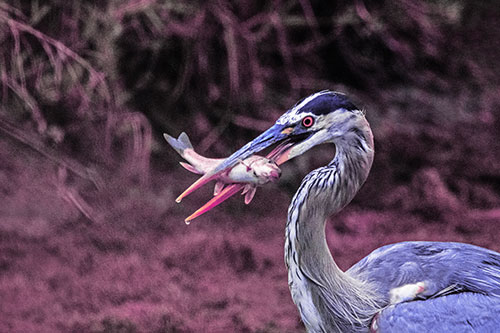 Great Blue Heron Clamps Trout Fish Between Beak (Purple Tint)