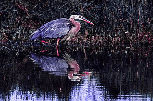 Great Blue Heron Searching Shoreline (Purple Tint)