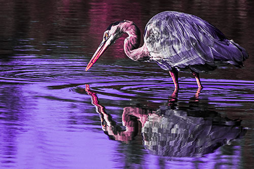 Great Blue Heron Snatches Pond Fish (Purple Tint Photo)