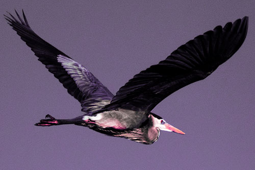Great Blue Heron Soaring The Sky (Purple Tint Photo)