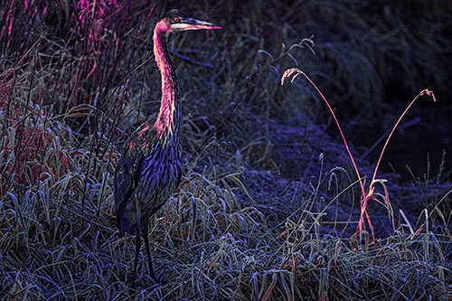 Great Blue Heron Standing Tall Among Feather Reed Grass (Purple Tint Photo)