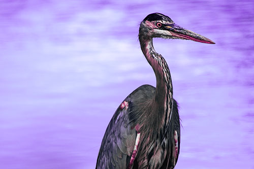 Great Blue Heron Standing Tall Among River Water (Purple Tint)