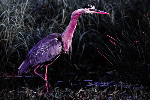 Great Blue Heron Wading Across River (Purple Tint Photo)