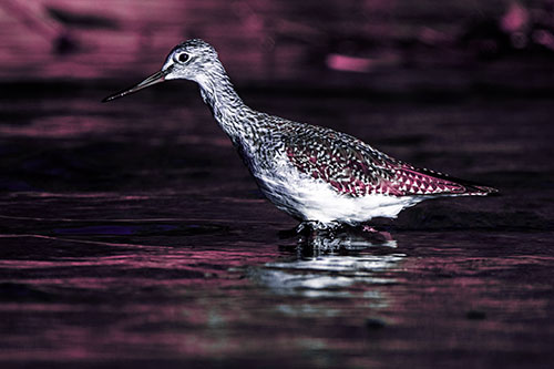 Greater Yellowlegs Bird Hunting For Fish (Purple Tint Photo)