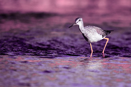 Greater Yellowlegs Bird Walking On River Water (Purple Tint Photo)