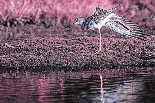 Greater Yellowlegs Stretching Along River Shore (Purple Tint)