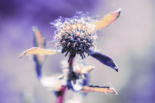 Hairy Gumplant Flower Embracing Sunshine (Purple Tint Photo)