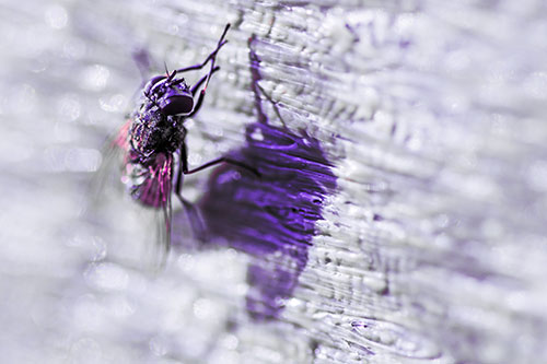Hand Rubbing Cluster Fly Cleansing Self (Purple Tint Photo)