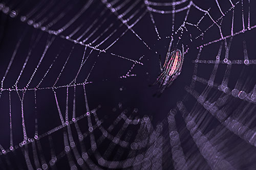 Hanging Orb Weaver Spider Perched Among Dew Covered Web (Purple Tint)