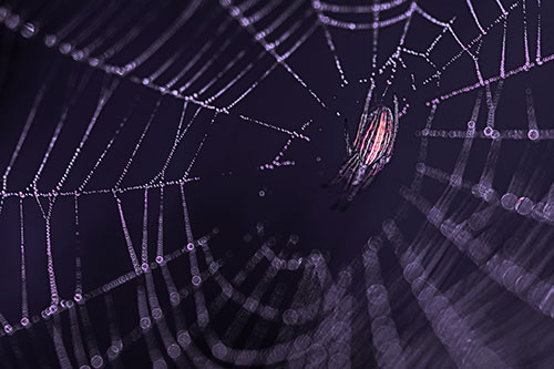 Hanging Orb Weaver Spider Perched Among Dew Covered Web (Purple Tint Photo)