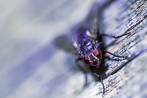 Happy Cluster Fly Enjoys Getting Suntan Among Cracked Wood (Purple Tint)