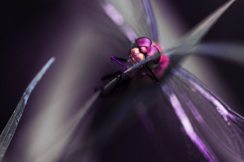 Happy Dragonfly Hugs Grass Blade Edge (Purple Tint Photo)