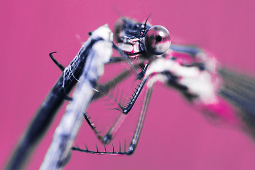 Happy Faced Damselfly Clings Onto Broken Stick (Purple Tint)