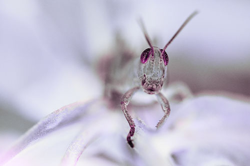 Happy Grasshopper Smiling Among Sneezeweed Leaves (Purple Tint)