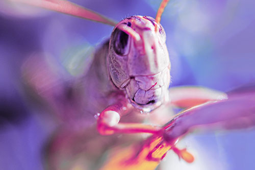 Happy Grasshopper Smiling Among Sunlight (Purple Tint Photo)