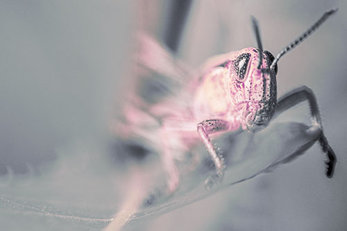 Happy Grasshopper Standing Among Sloping Leaf (Purple Tint)