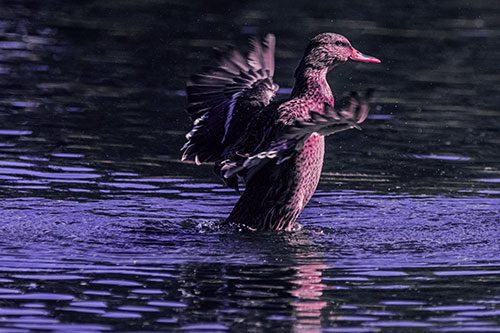 Happy Mallard Duck Flapping Wings Towards Sunshine (Purple Tint)
