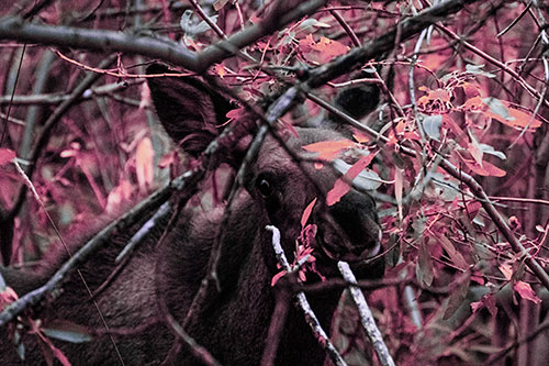 Happy Moose Smiling Behind Tree Branches (Purple Tint Photo)