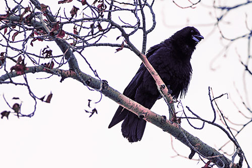 Happy Open Mouthed Crow Cawing (Purple Tint Photo)