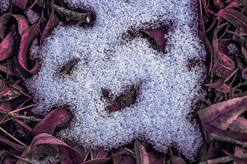 Happy Snow Face Among Dead Twisted Leaves (Purple Tint Photo)
