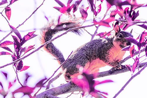Happy Squirrel With Chocolate Covered Face (Purple Tint Photo)