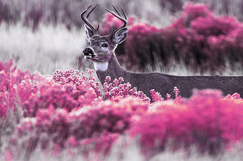 Happy White Tailed Deer Wanders Behind Vegetation (Purple Tint)