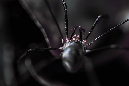 Harvestmen Spider Crawling Among Dead Leaves (Purple Tint Photo)