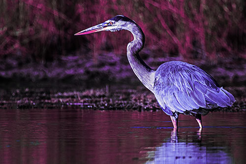 Head Tilting Great Blue Heron Hunting For Fish (Purple Tint Photo)