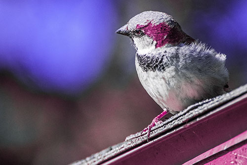 Head Tilting House Sparrow Perched Along Rooftop (Purple Tint)