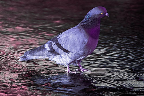 Head Tilting Pigeon Wading Atop River Water (Purple Tint)