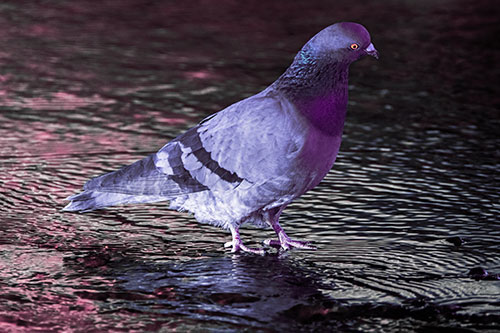 Head Tilting Pigeon Wading Atop River Water (Purple Tint Photo)
