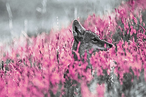 Hidden Coyote Watching Among Feather Reed Grass (Purple Tint Photo)