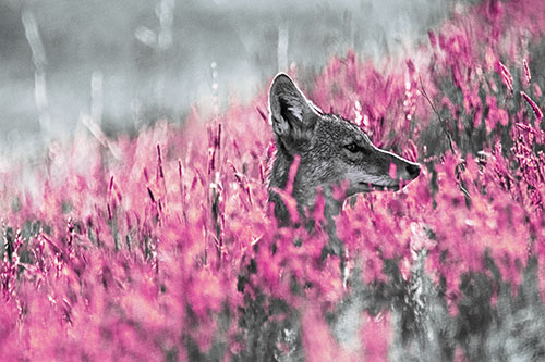 Hidden Coyote Watching Among Feather Reed Grass (Purple Tint)