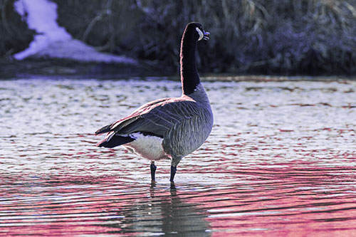 Honking Canadian Goose Standing Among River Water (Purple Tint Photo)