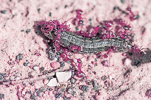 Horde Of Ants Feasting On Caterpillar (Purple Tint Photo)